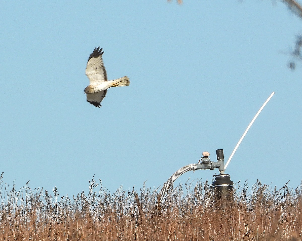 Northern Harrier - ML647158177