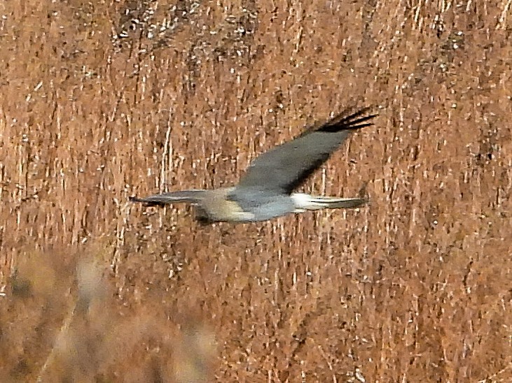 Northern Harrier - ML647158178