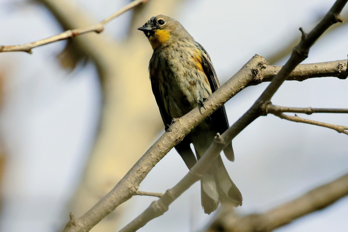 Yellow-rumped Warbler (Audubon's) - ML647158179