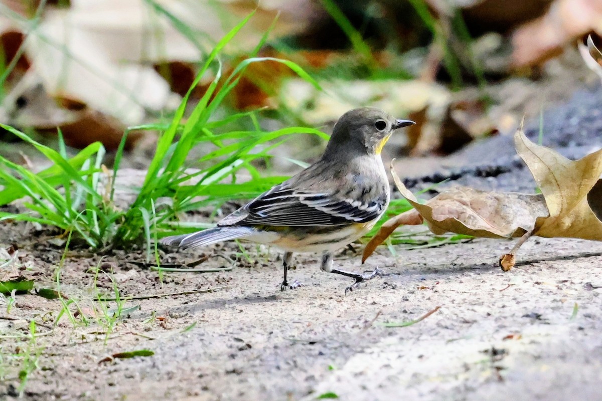 Yellow-rumped Warbler (Audubon's) - ML647158180