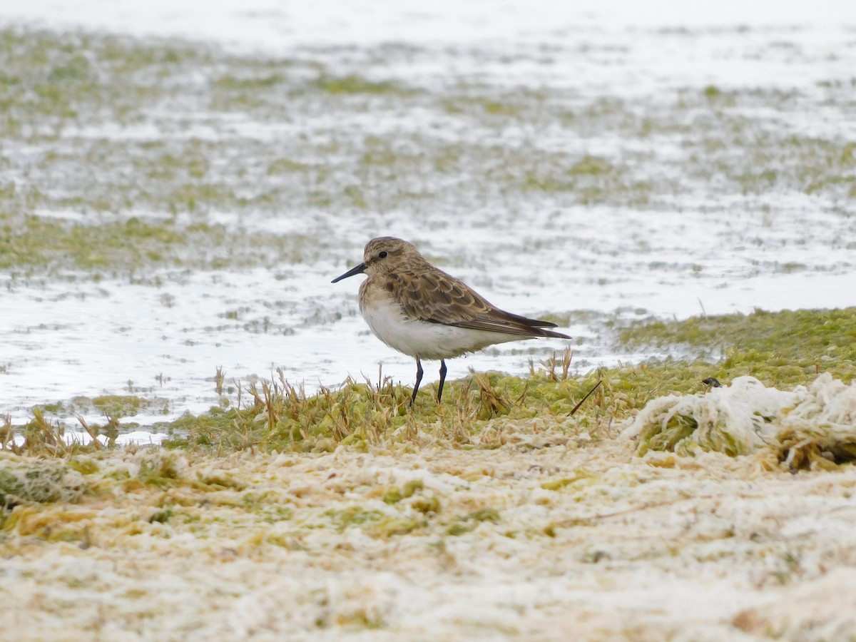 Baird's Sandpiper - ML647158182