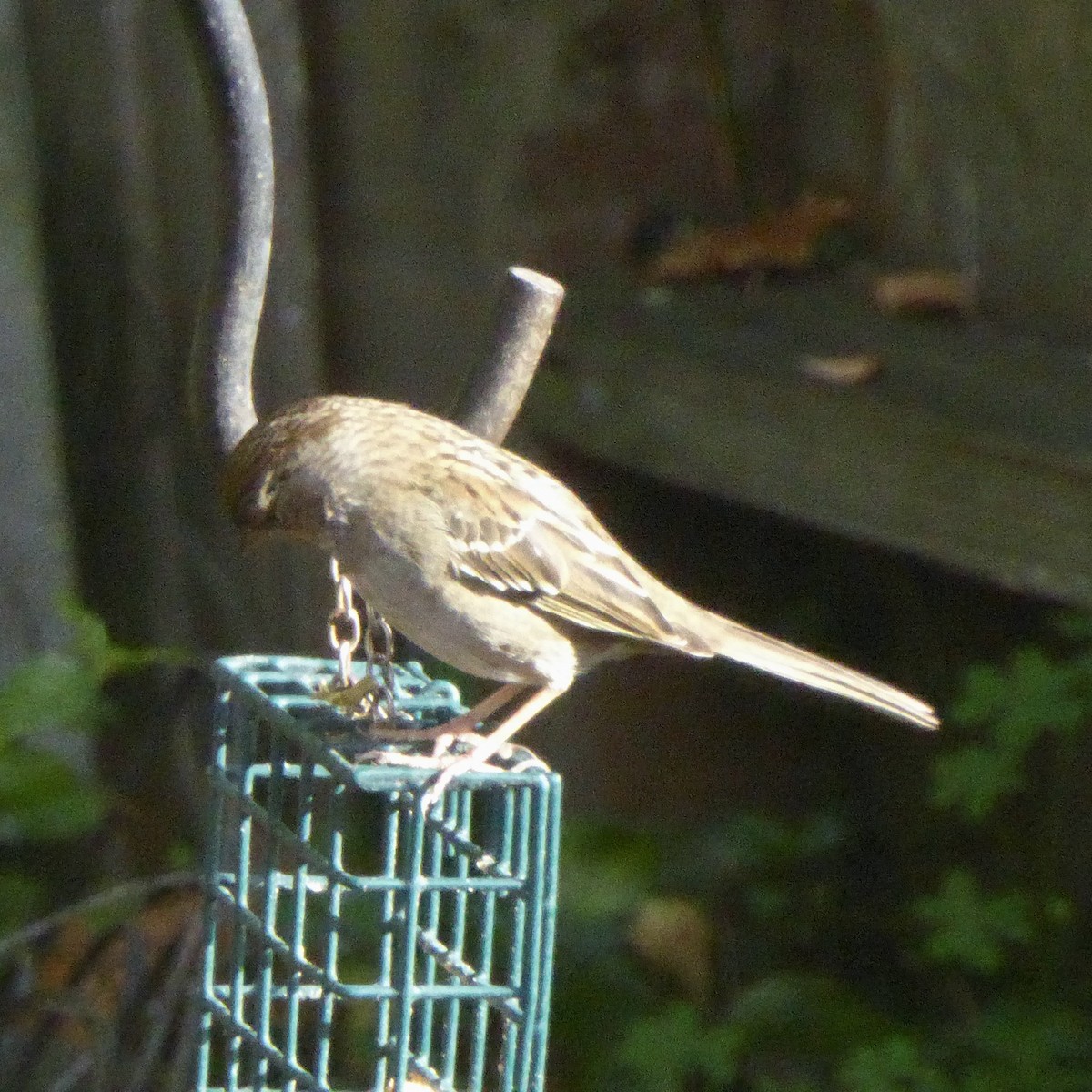 Golden-crowned Sparrow - ML647158183