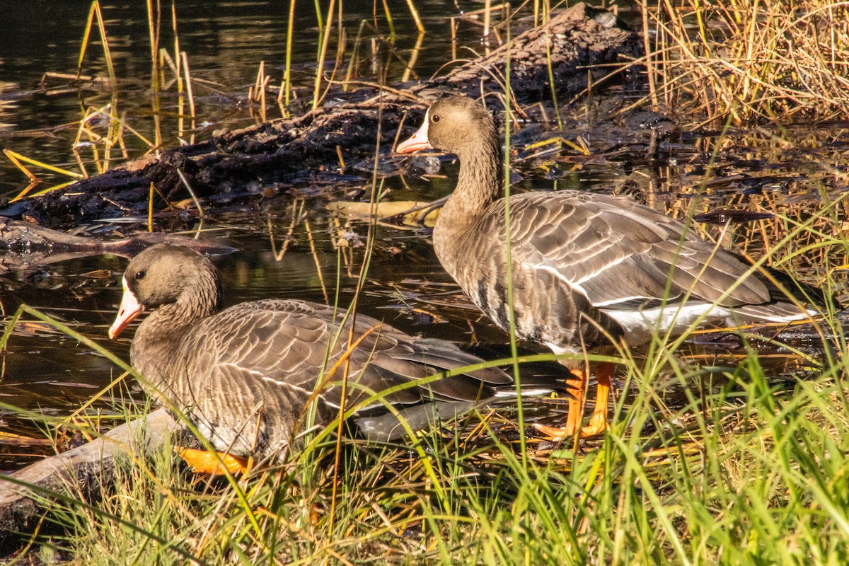 Greater White-fronted Goose - ML647158184