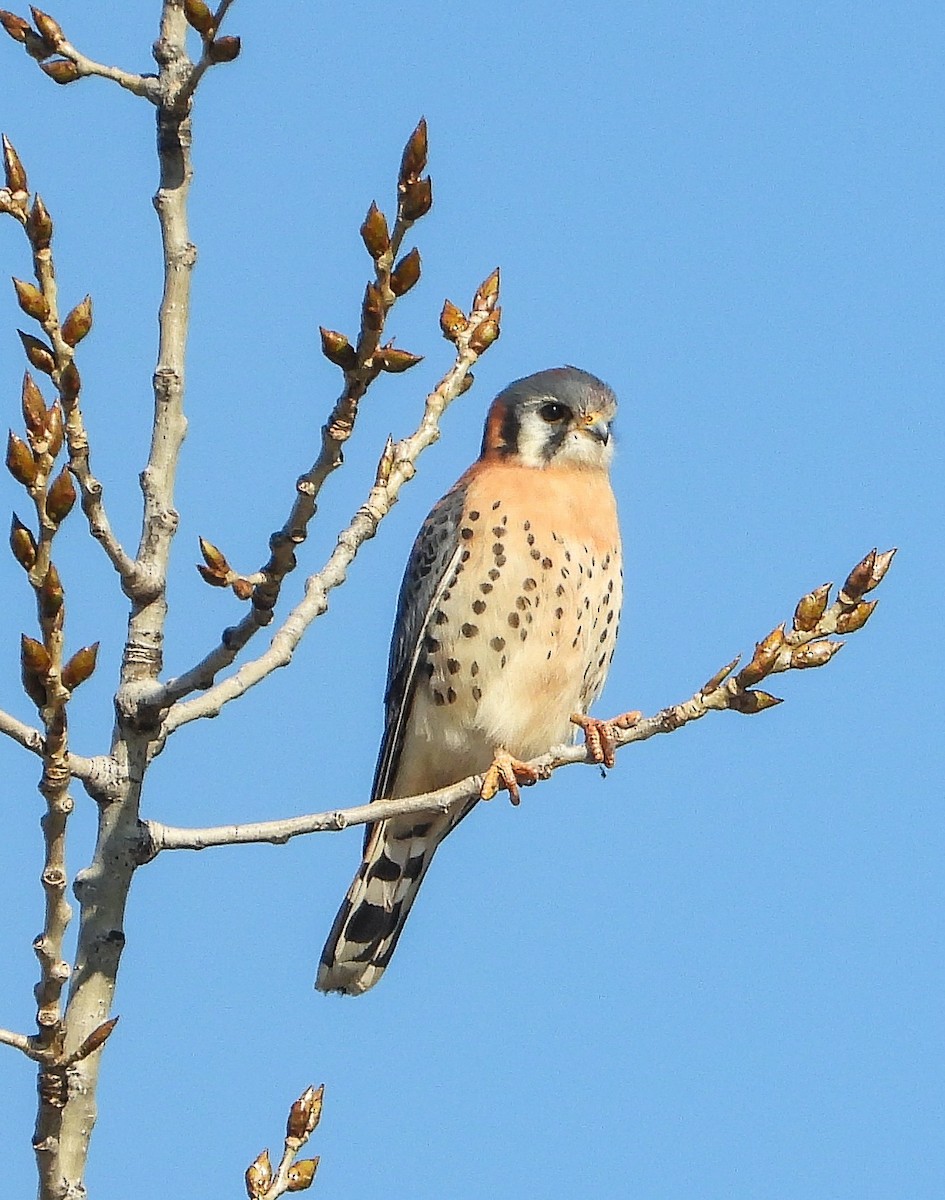 American Kestrel - ML647158185