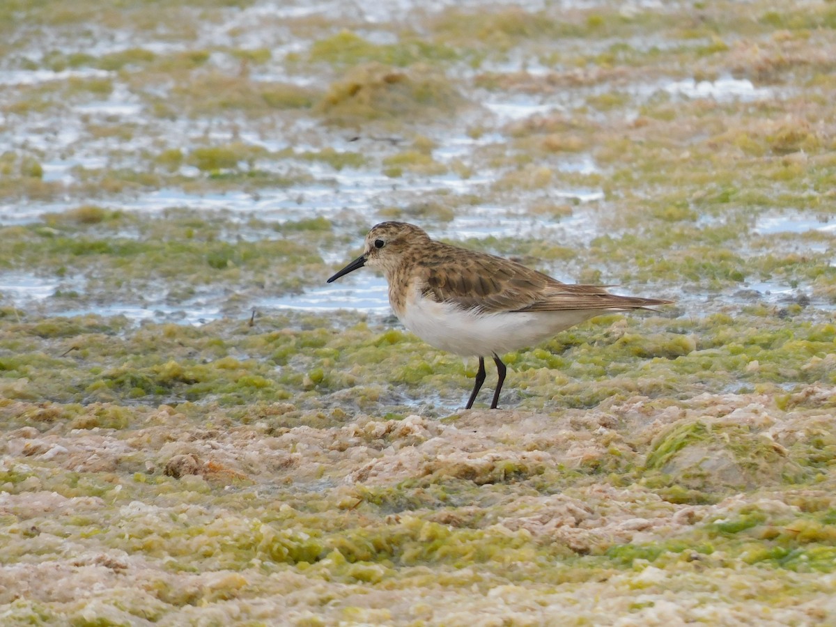 Baird's Sandpiper - ML647158186