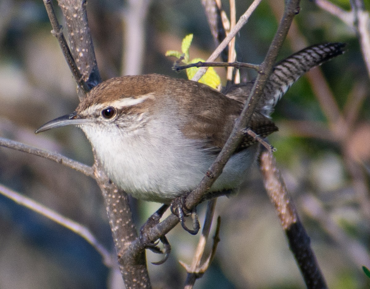 Bewick's Wren - ML647158187