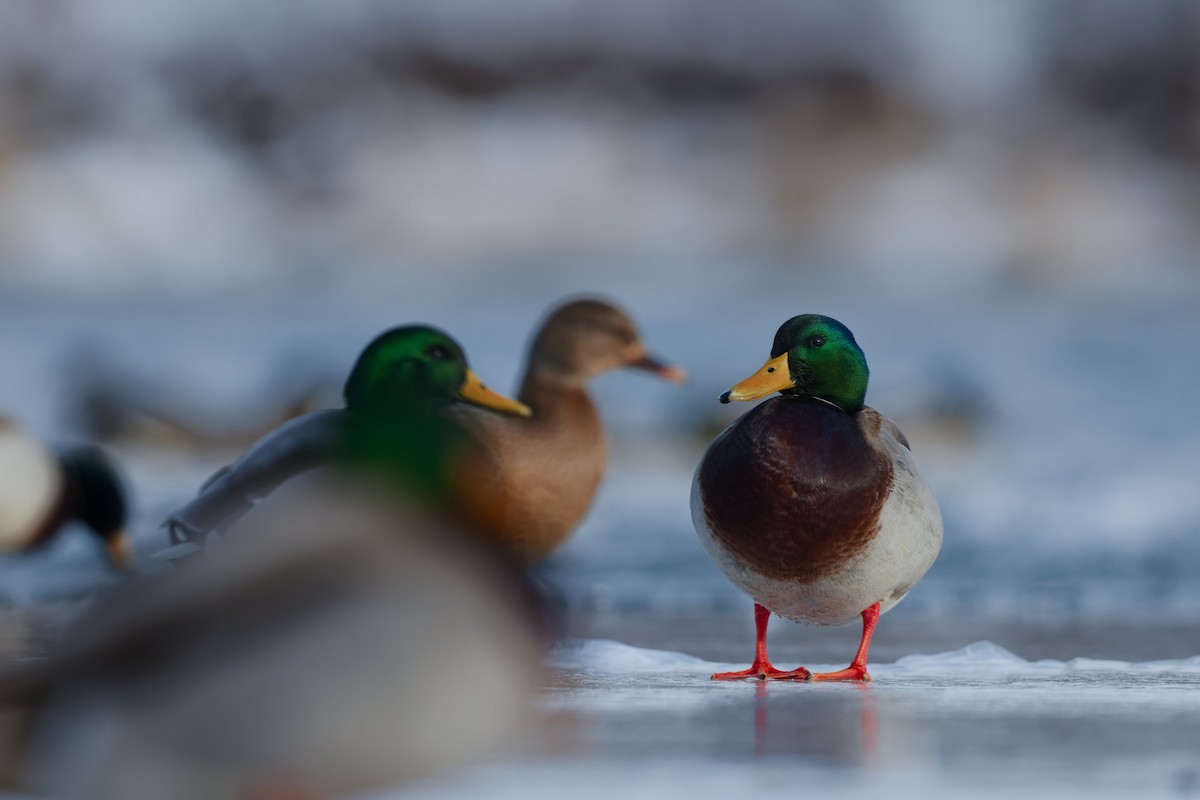 Mallard - ML647158188