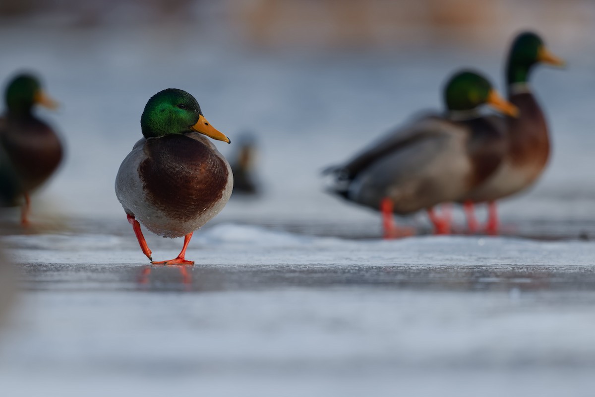 Mallard - ML647158189