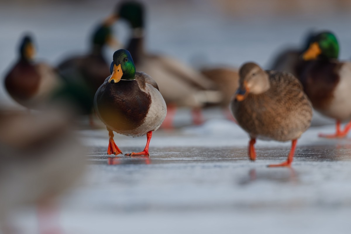 Mallard - ML647158190