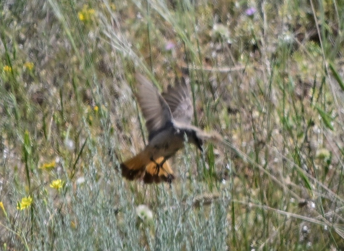 Persian Wheatear - ML647158191