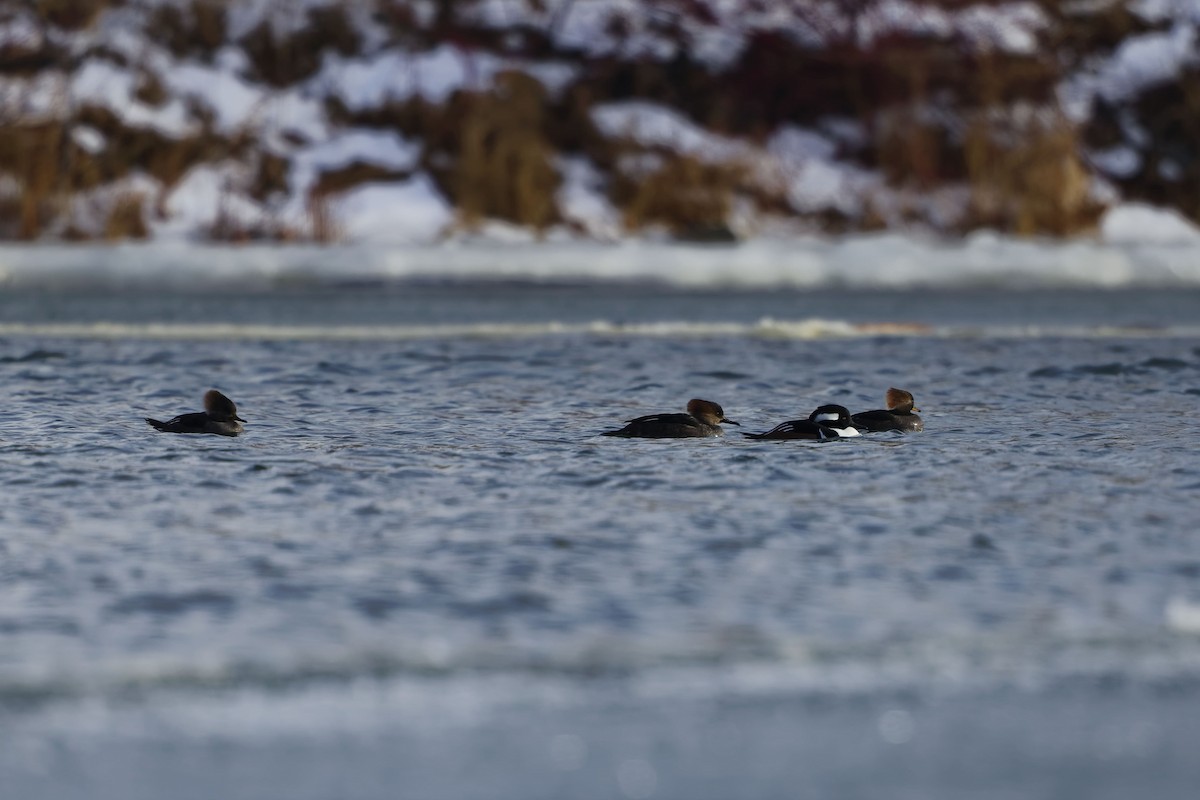 Hooded Merganser - ML647158193