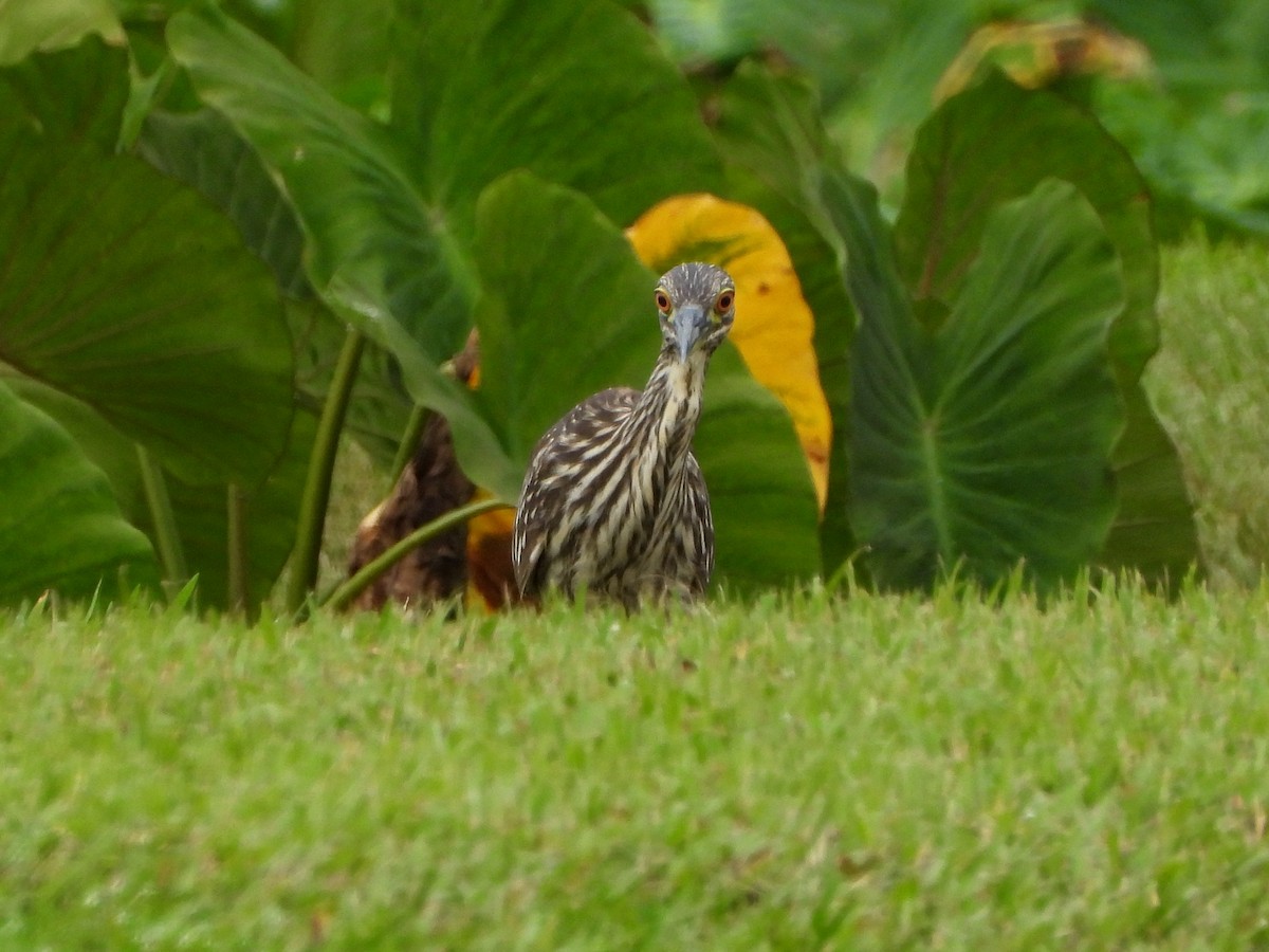 Black-crowned Night Heron - ML647158194