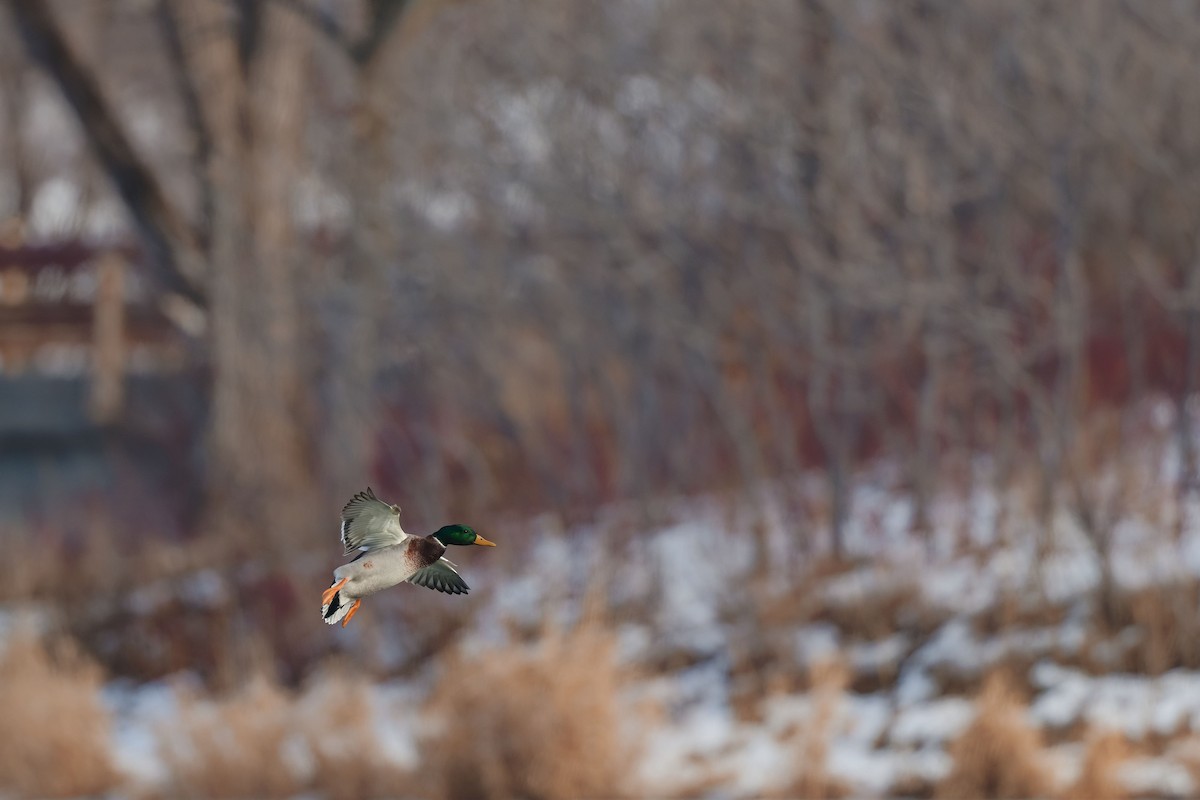 Mallard - ML647158195