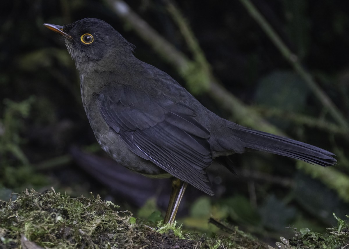 Slaty-backed Nightingale-Thrush - ML647158197