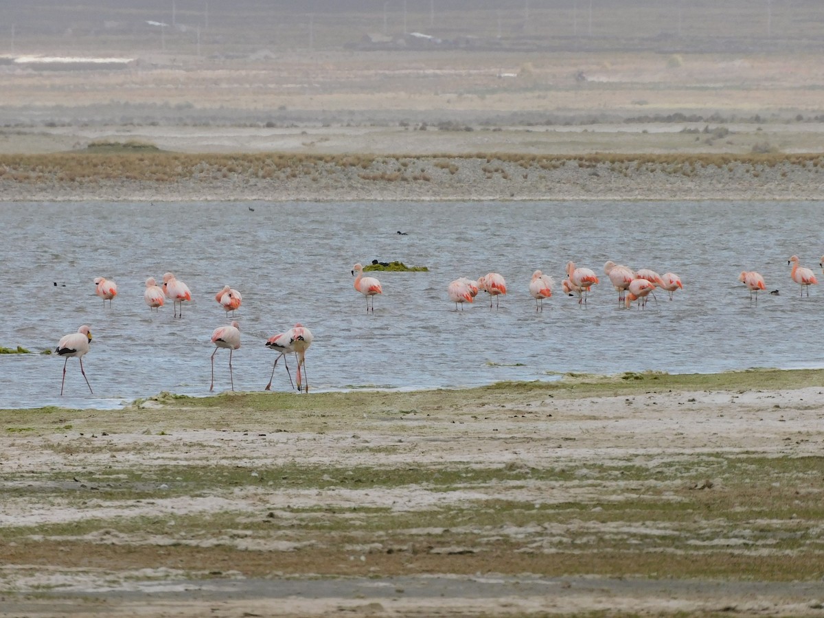 Chilean Flamingo - ML647158198