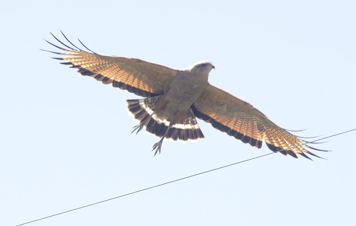 サバンナノスリ - ML647158199