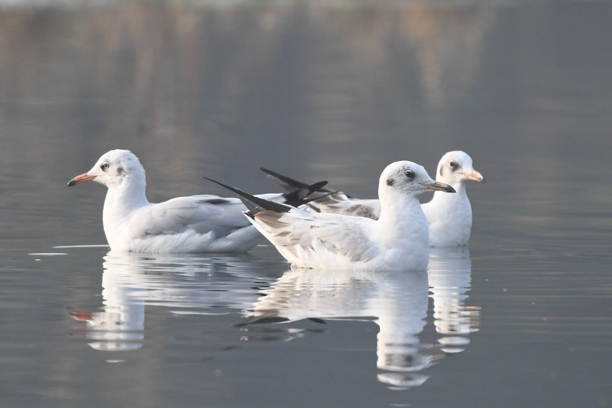 Brown-headed Gull - ML647158200