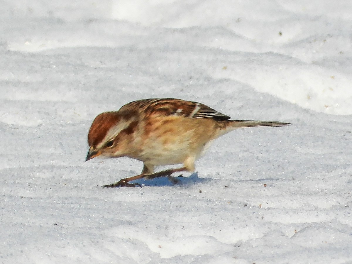 American Tree Sparrow - ML647158201