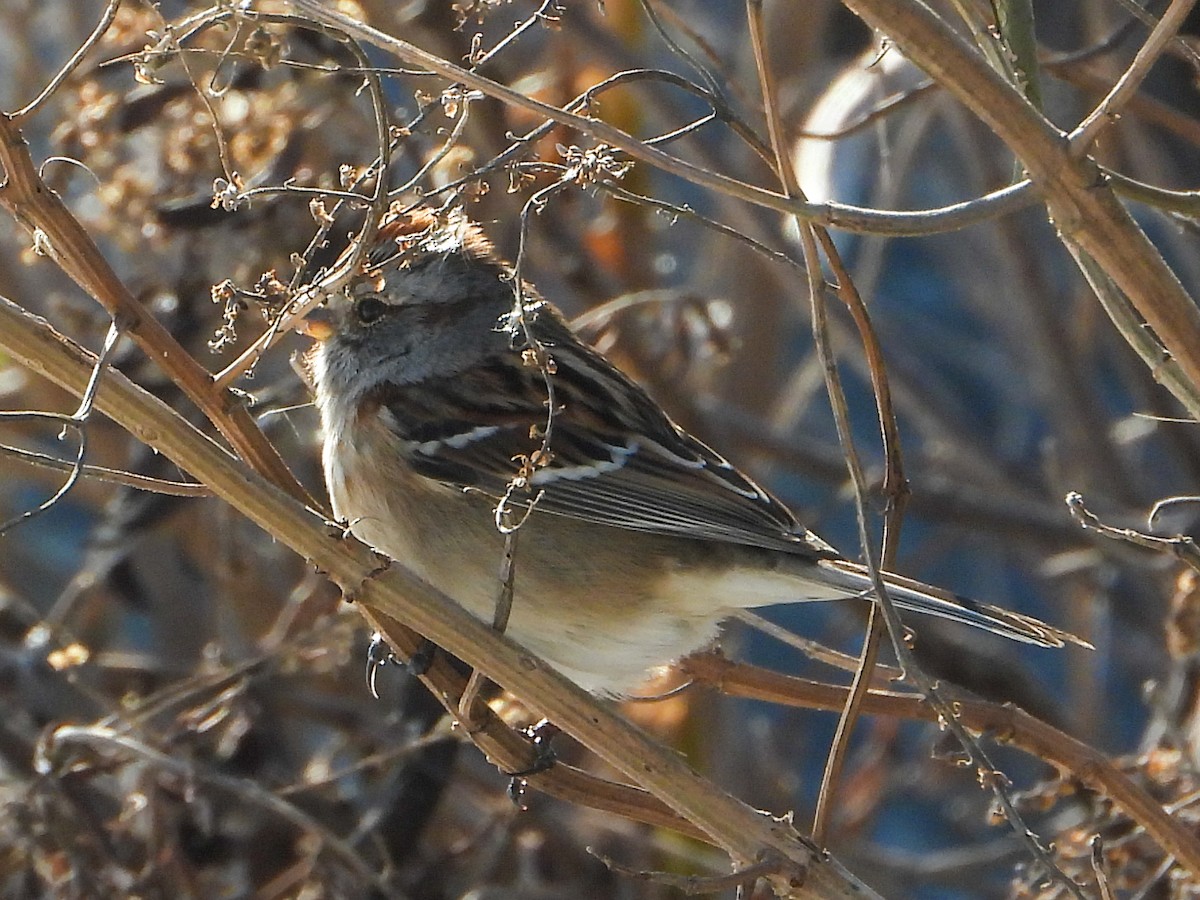 American Tree Sparrow - ML647158202