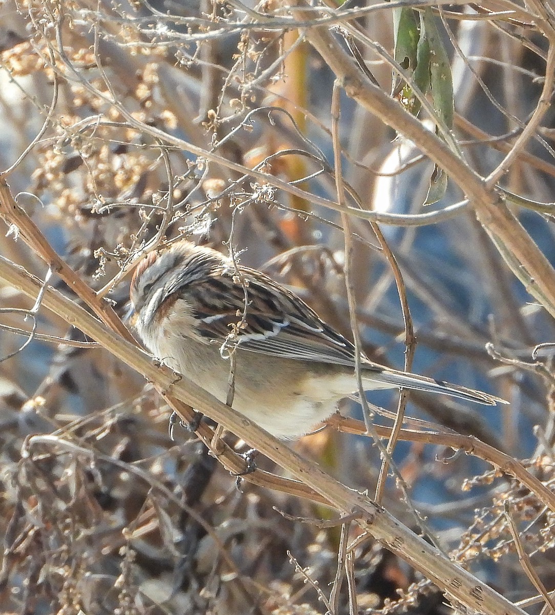 American Tree Sparrow - ML647158203