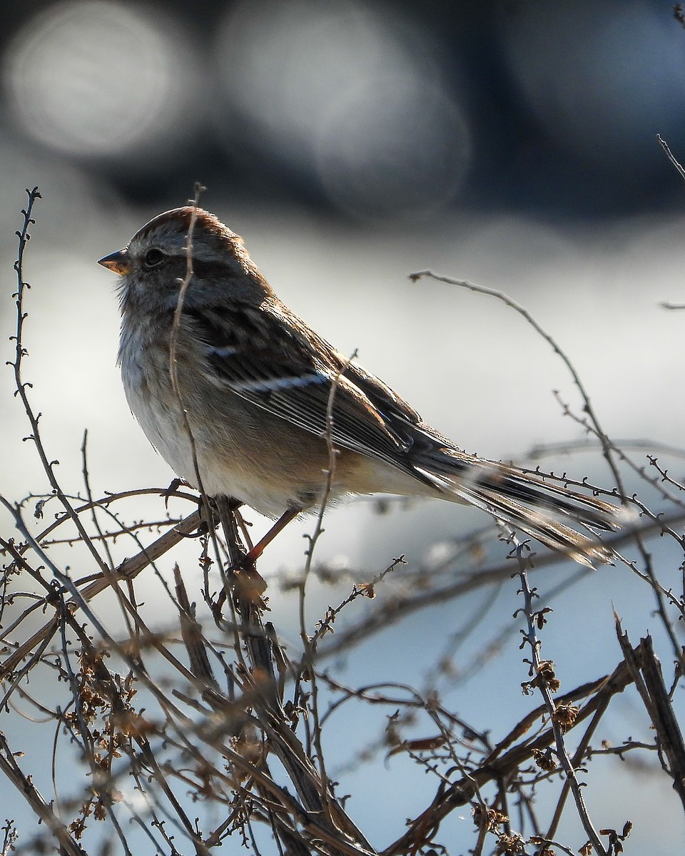 American Tree Sparrow - ML647158204