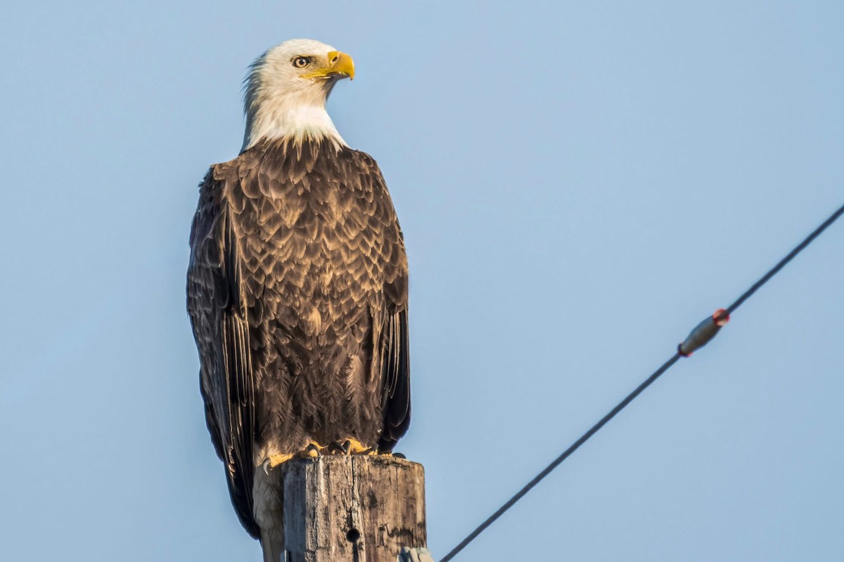 Bald Eagle - ML647158206