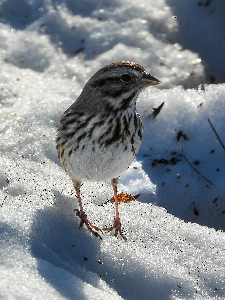 Song Sparrow - ML647158208