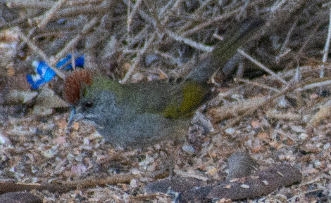 Зелёнохвостый тохи - ML647158210