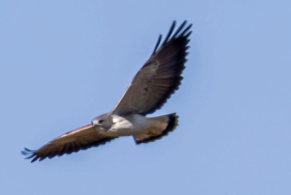 White-tailed Hawk - ML647158221