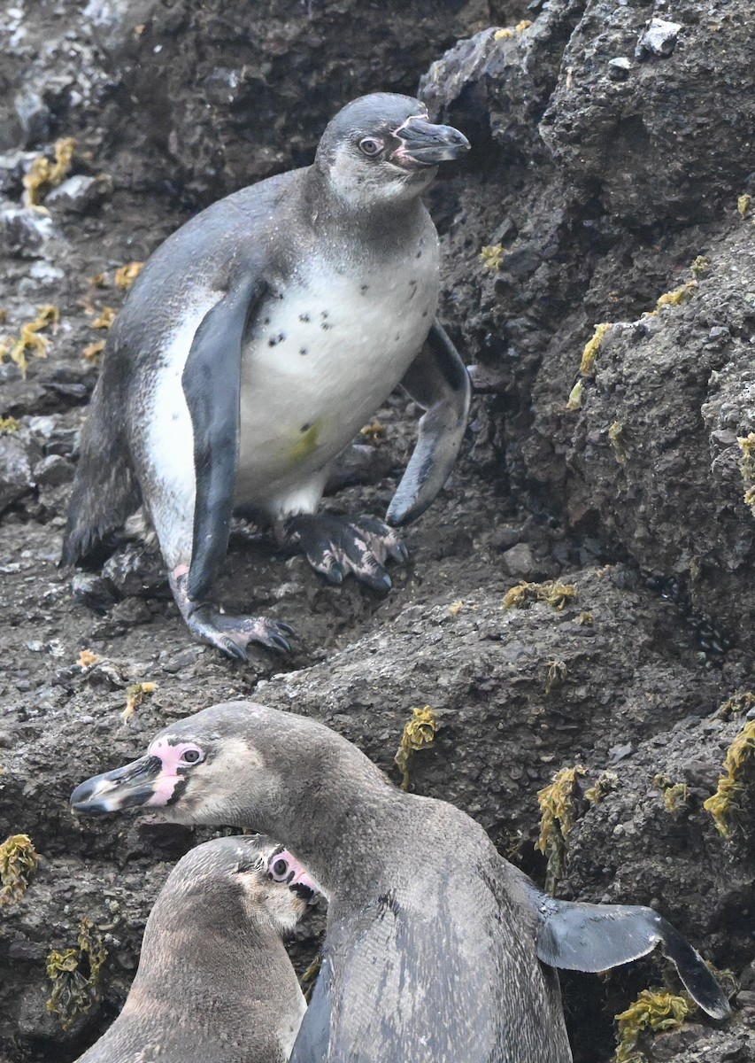 Humboldt Penguin - ML647158222