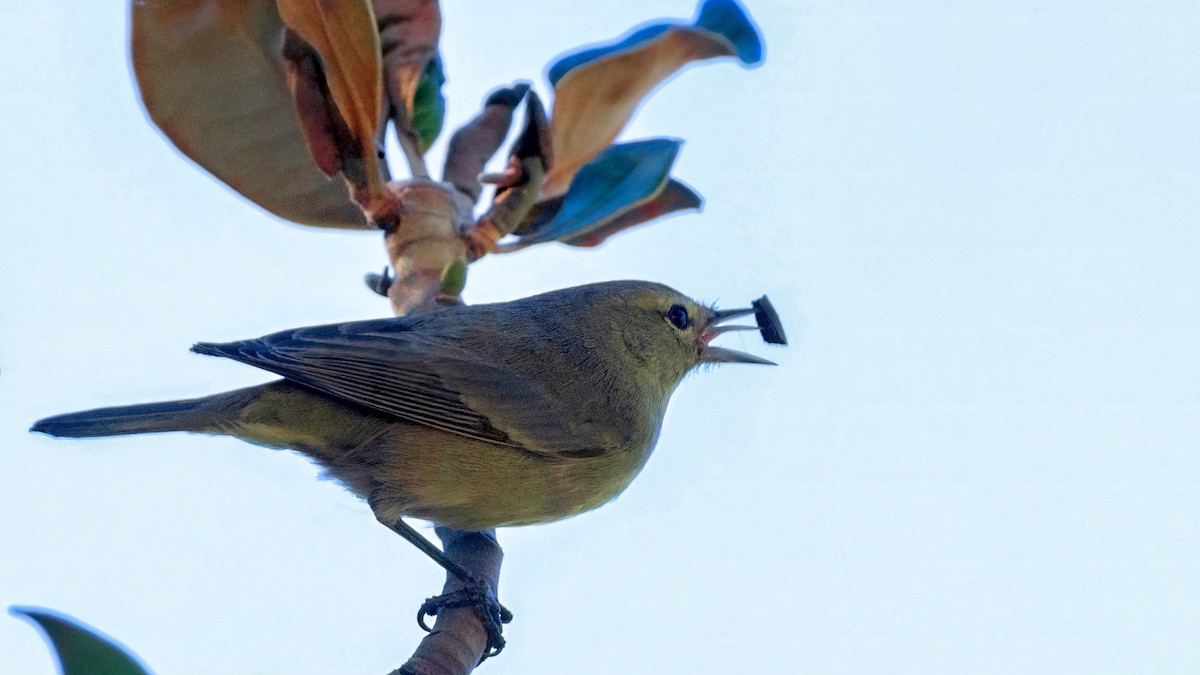 Orange-crowned Warbler - ML647158223