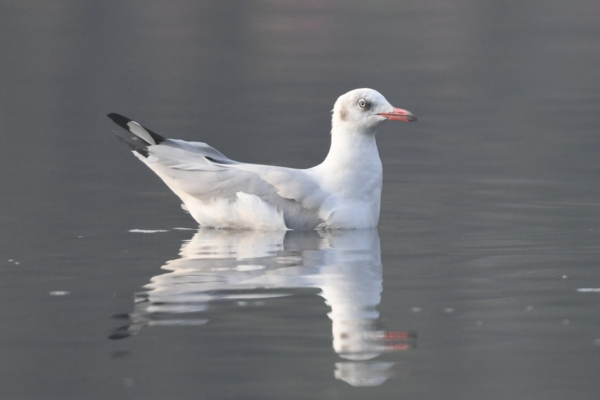 Gaviota Centroasiática - ML647158228