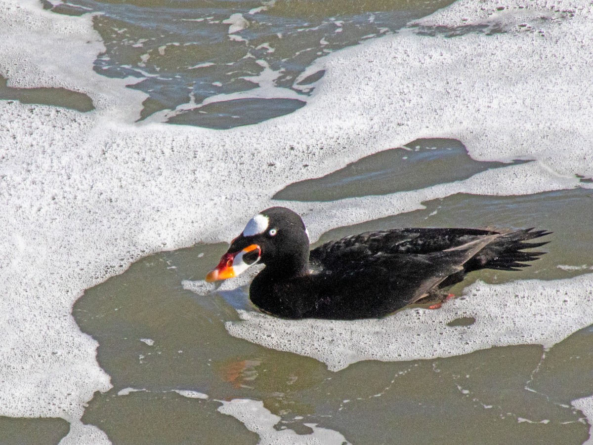 Surf Scoter - ML647158229