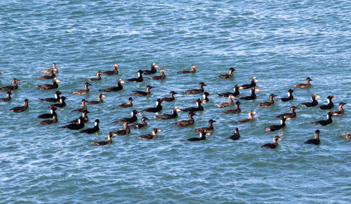 Surf Scoter - ML647158230