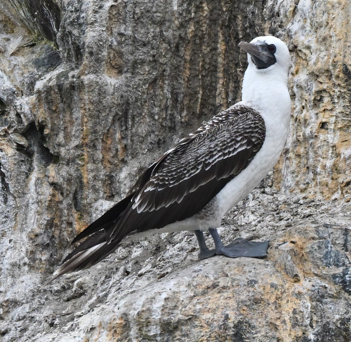 Peruvian Booby - ML647158231