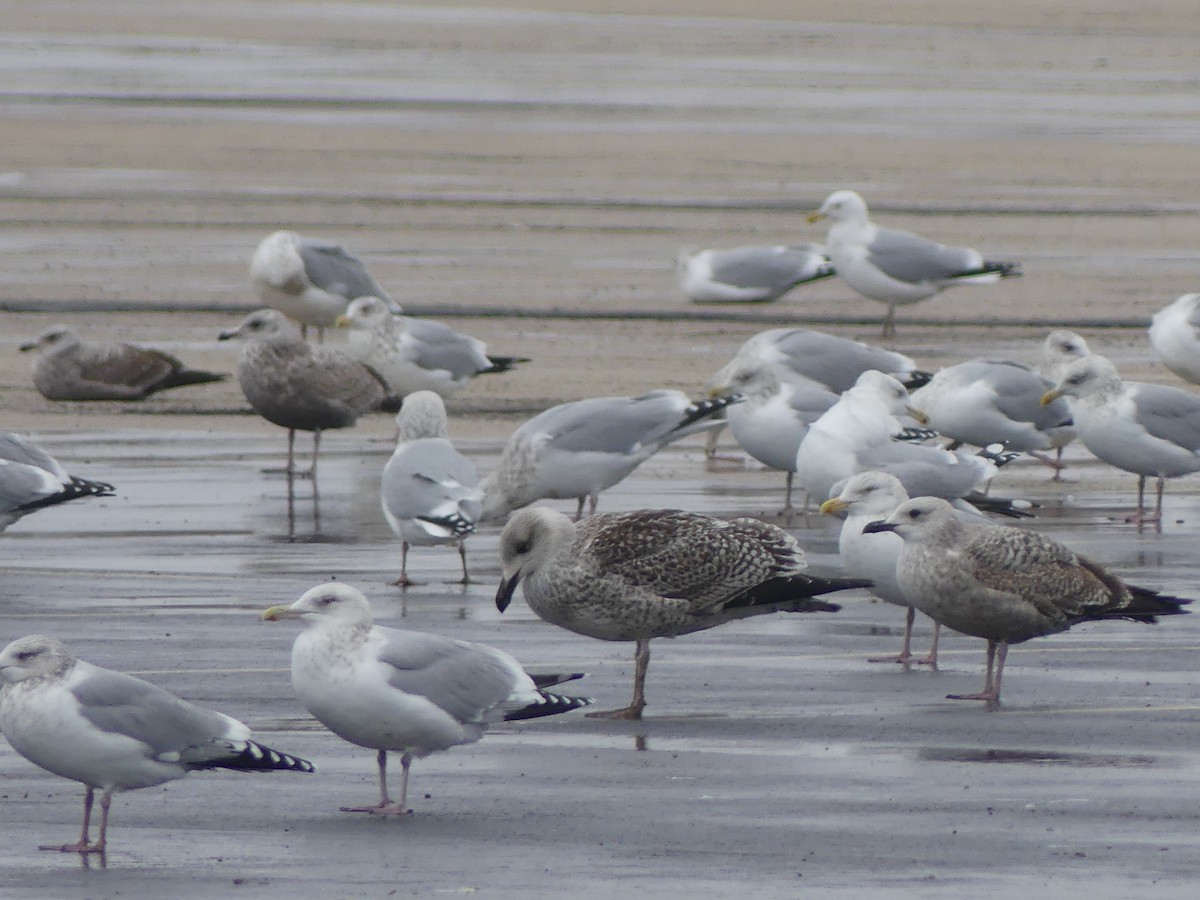 Great Black-backed Gull - ML647158233
