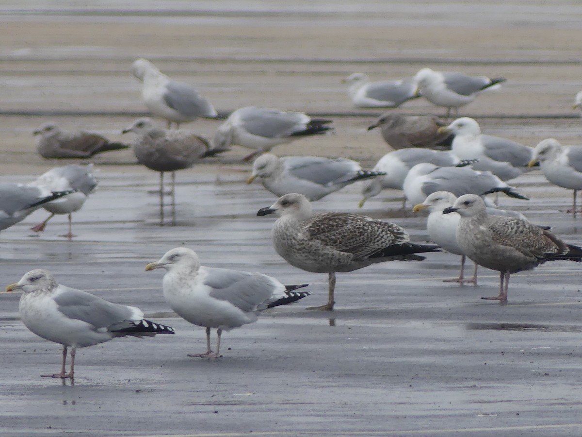 Great Black-backed Gull - ML647158234