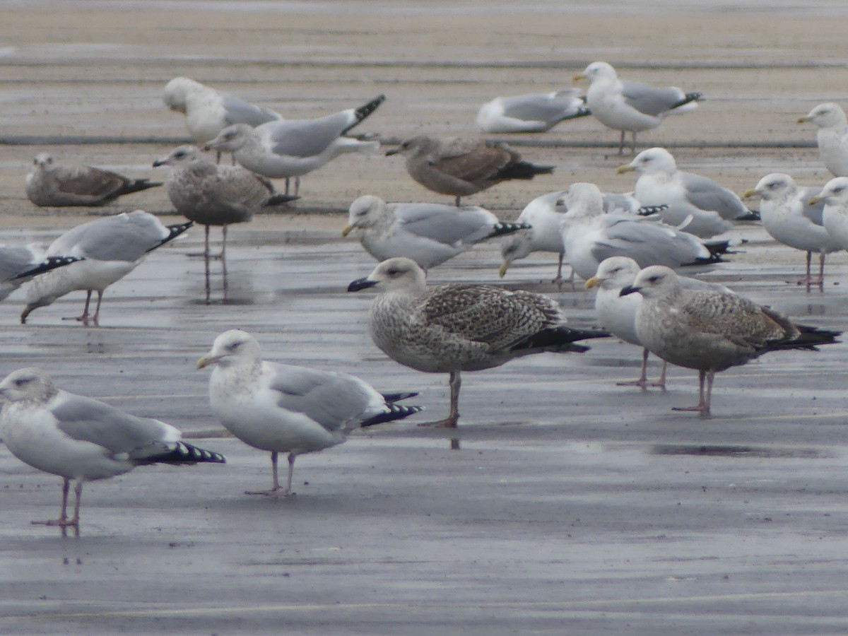 Great Black-backed Gull - ML647158235