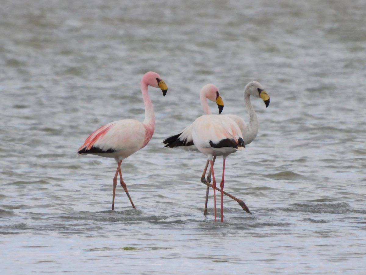 James's Flamingo - ML647158239