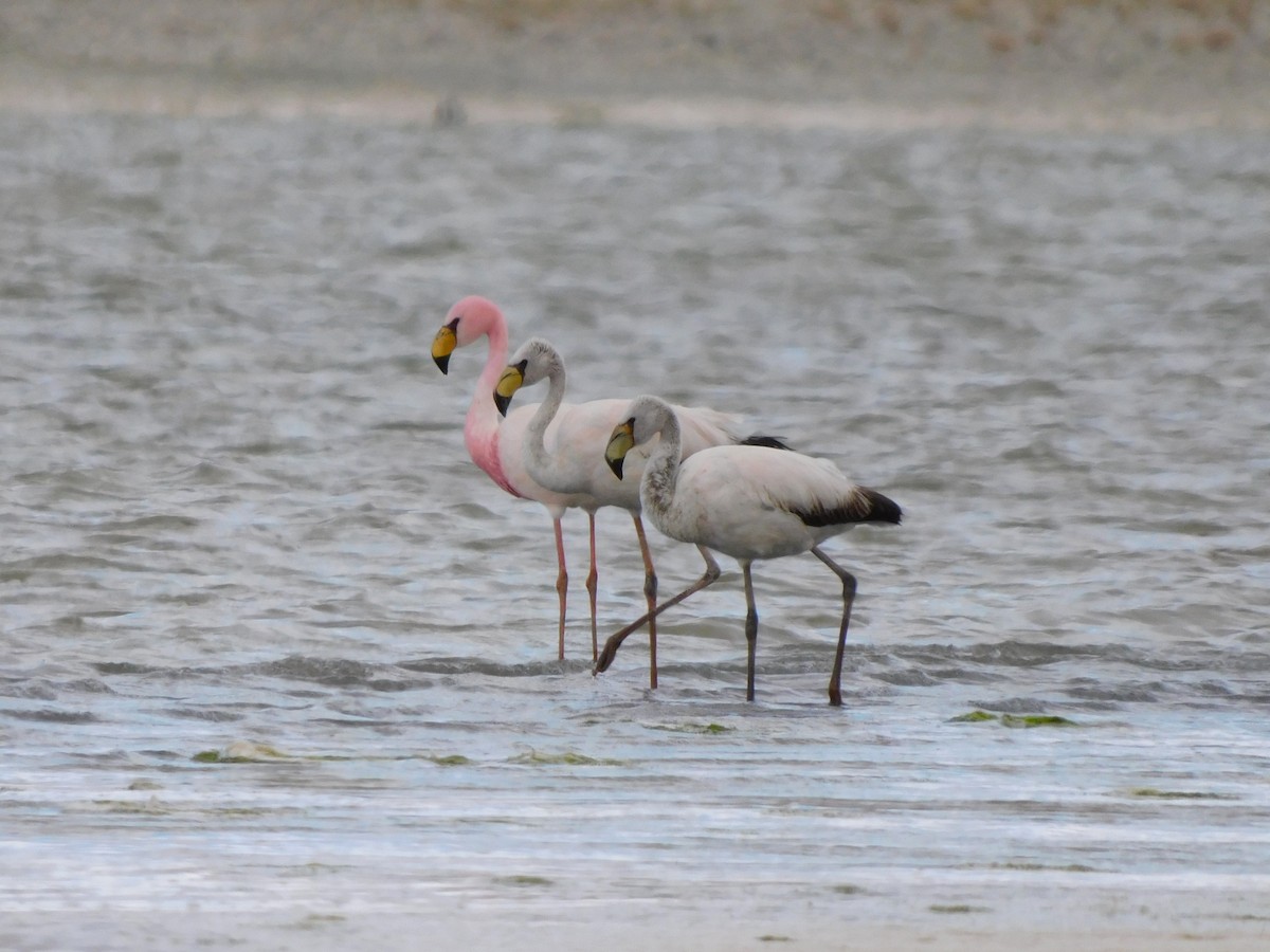 James's Flamingo - ML647158245