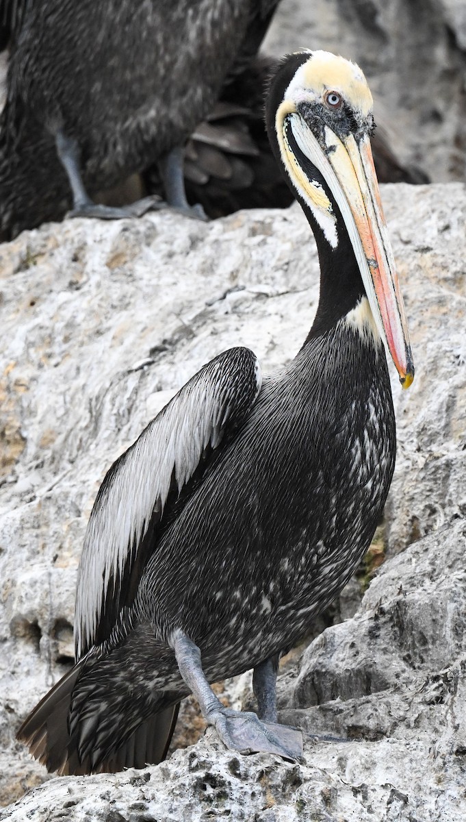 Peruvian Pelican - ML647158253