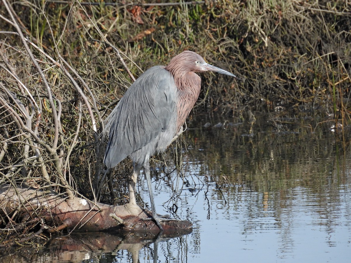 アカクロサギ - ML647158258