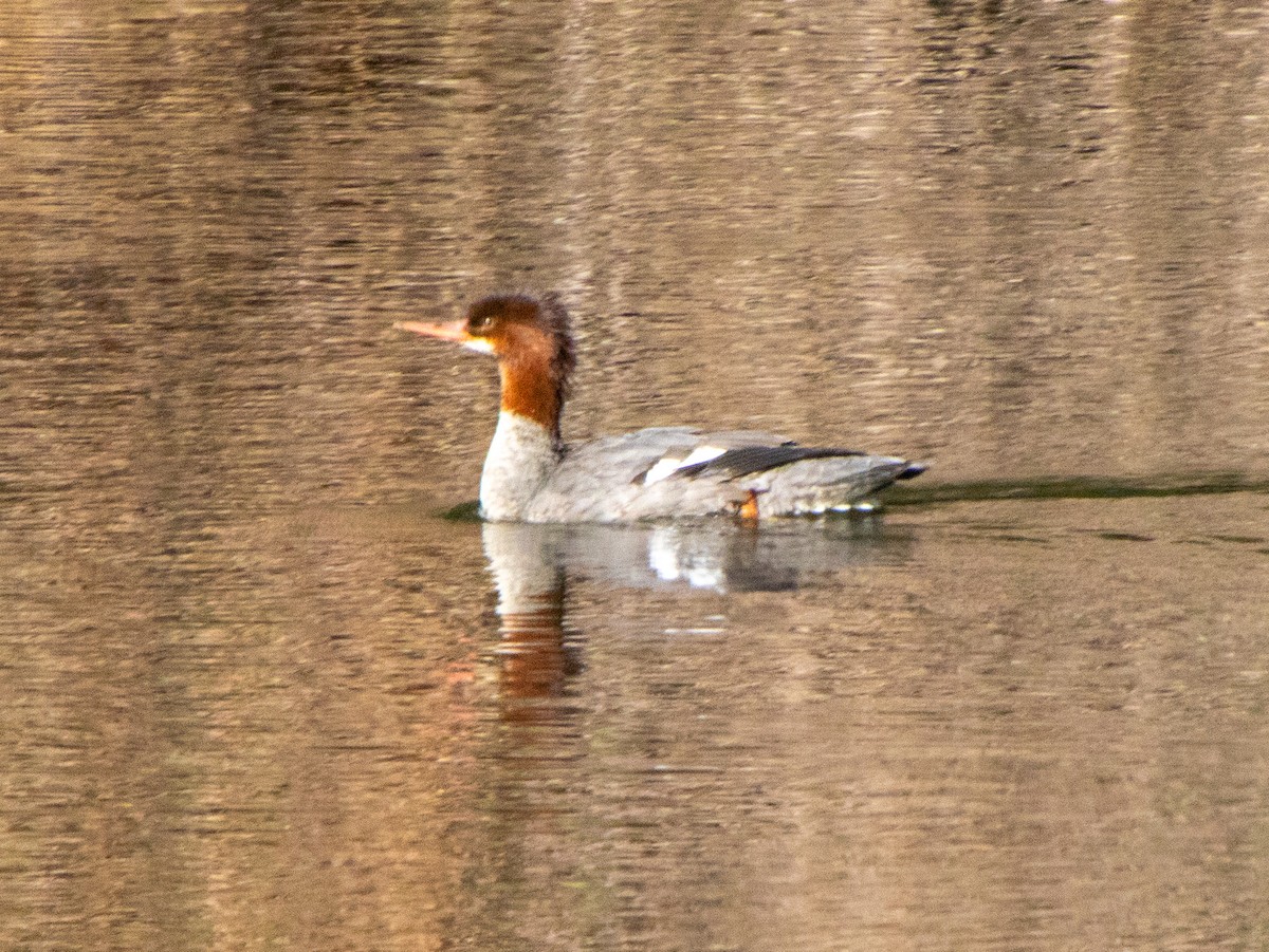 Serreta Mediana - ML647158260