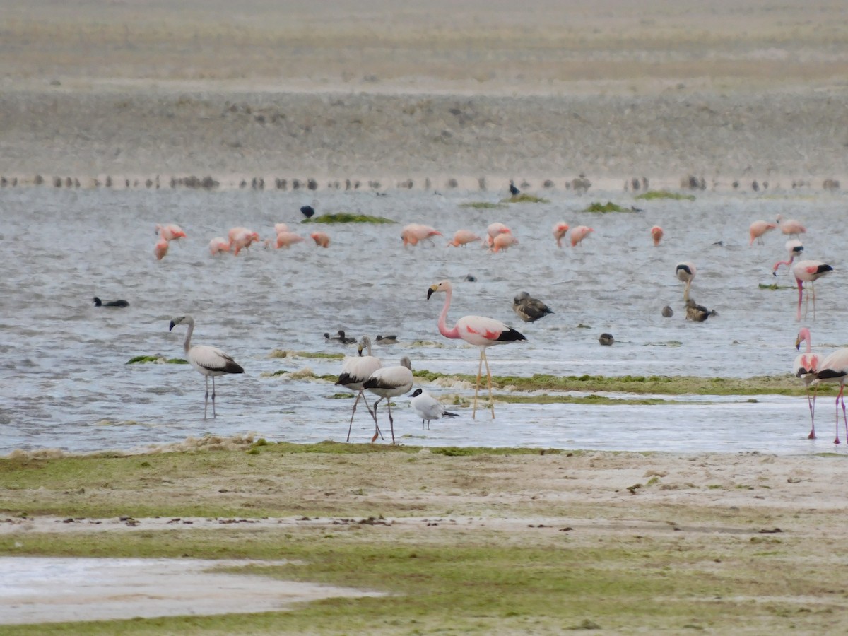 James's Flamingo - ML647158265