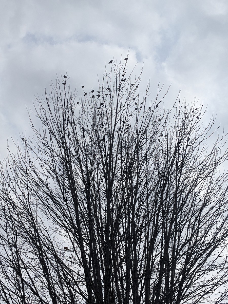 キレンジャク - ML647158268