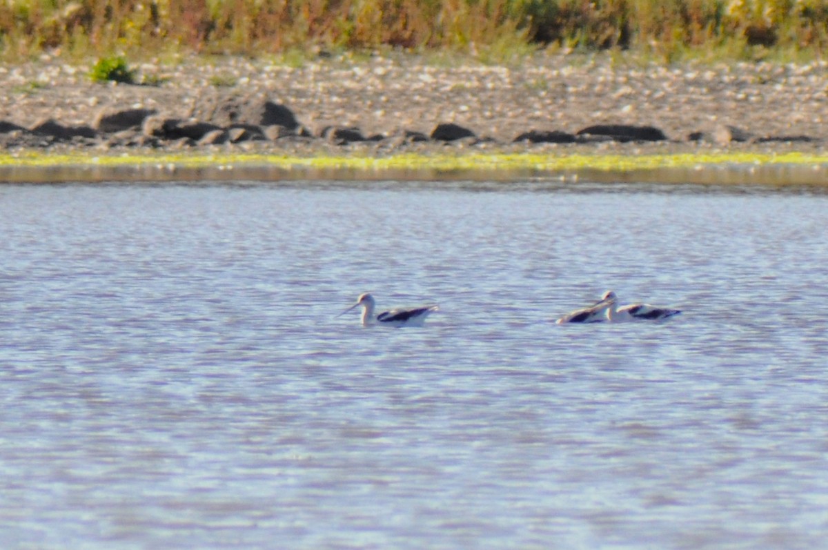 アメリカソリハシセイタカシギ - ML647158270