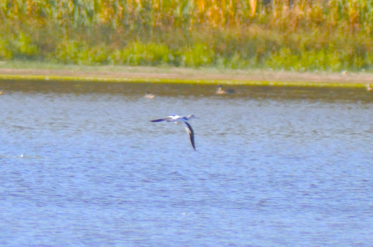 アメリカソリハシセイタカシギ - ML647158271