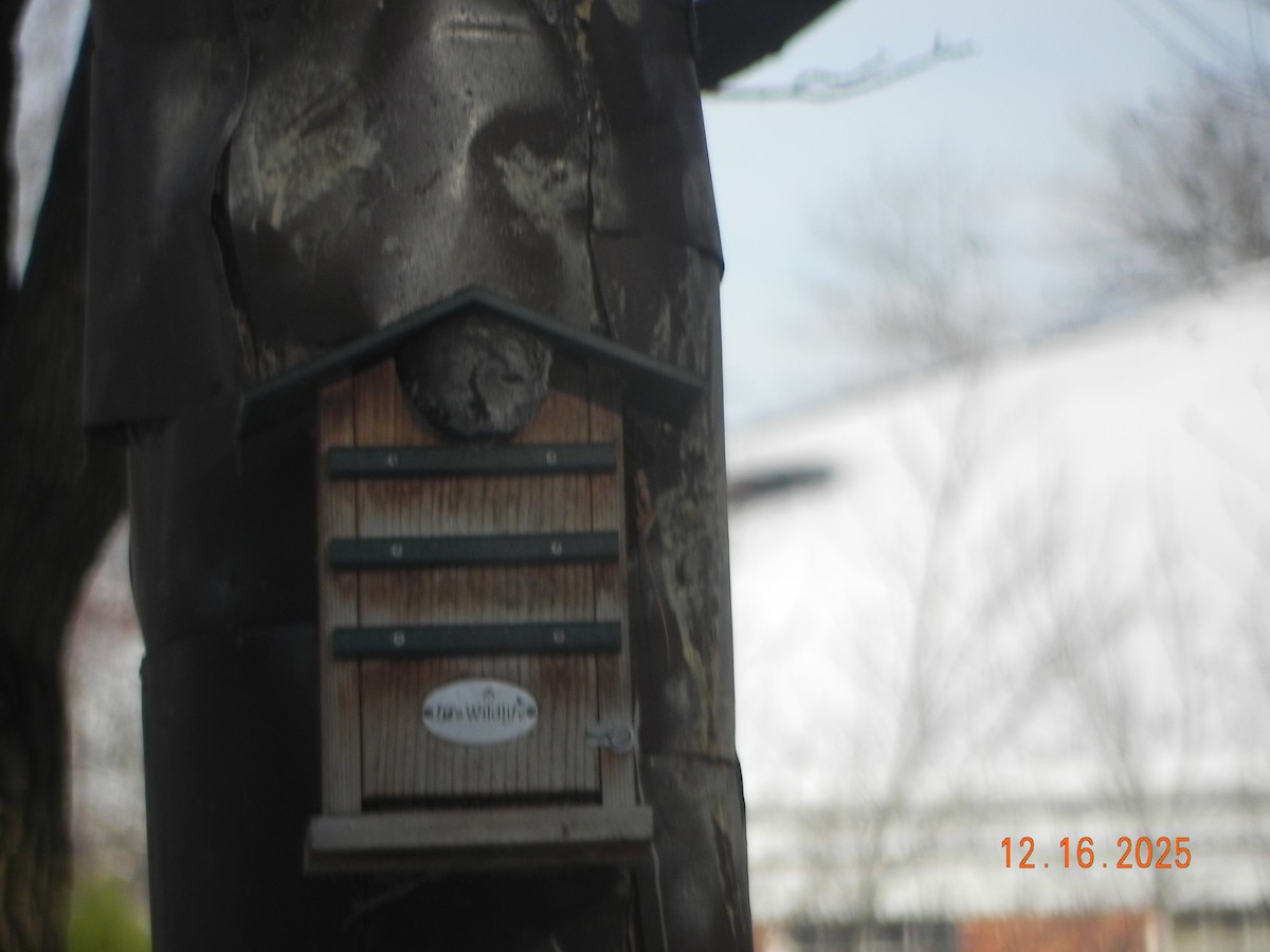 ヒガシアメリカオオコノハズク - ML647158272