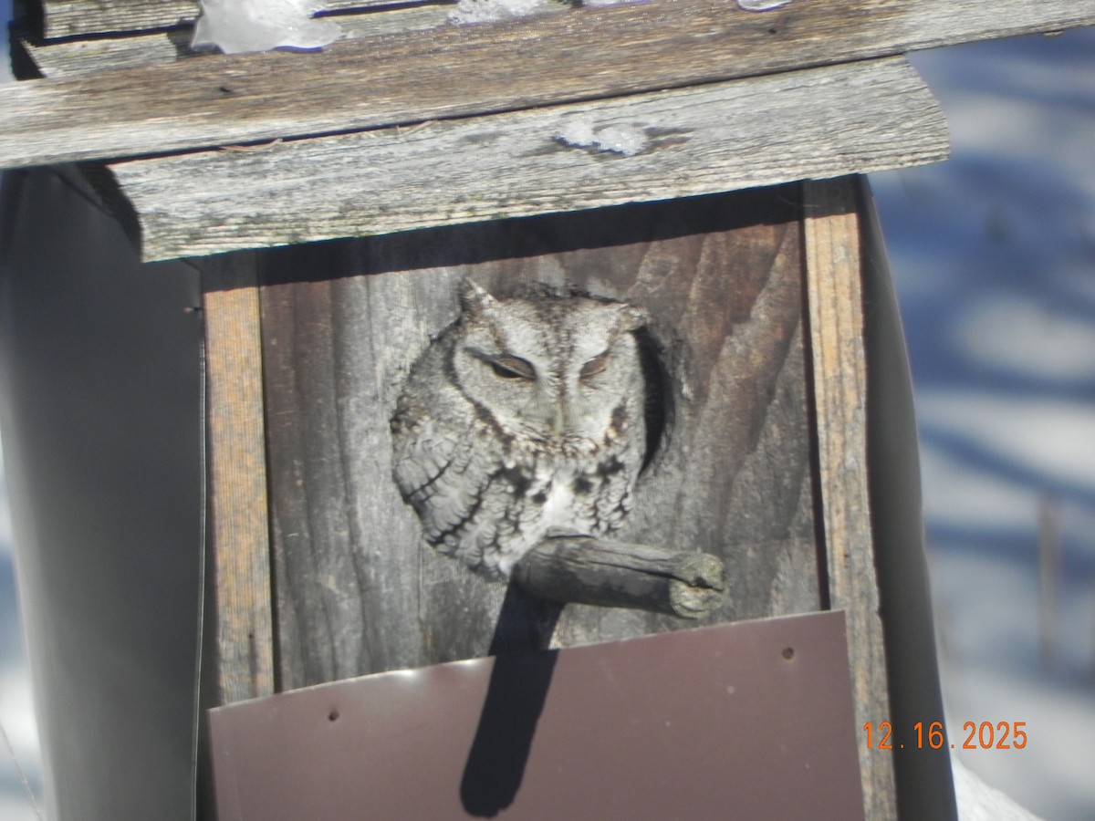 ヒガシアメリカオオコノハズク - ML647158273