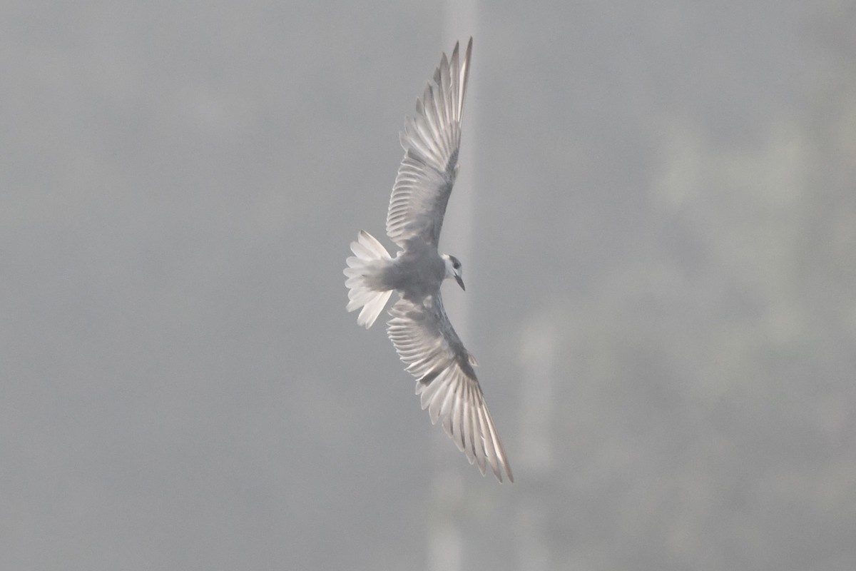 クロハラアジサシ - ML647158275